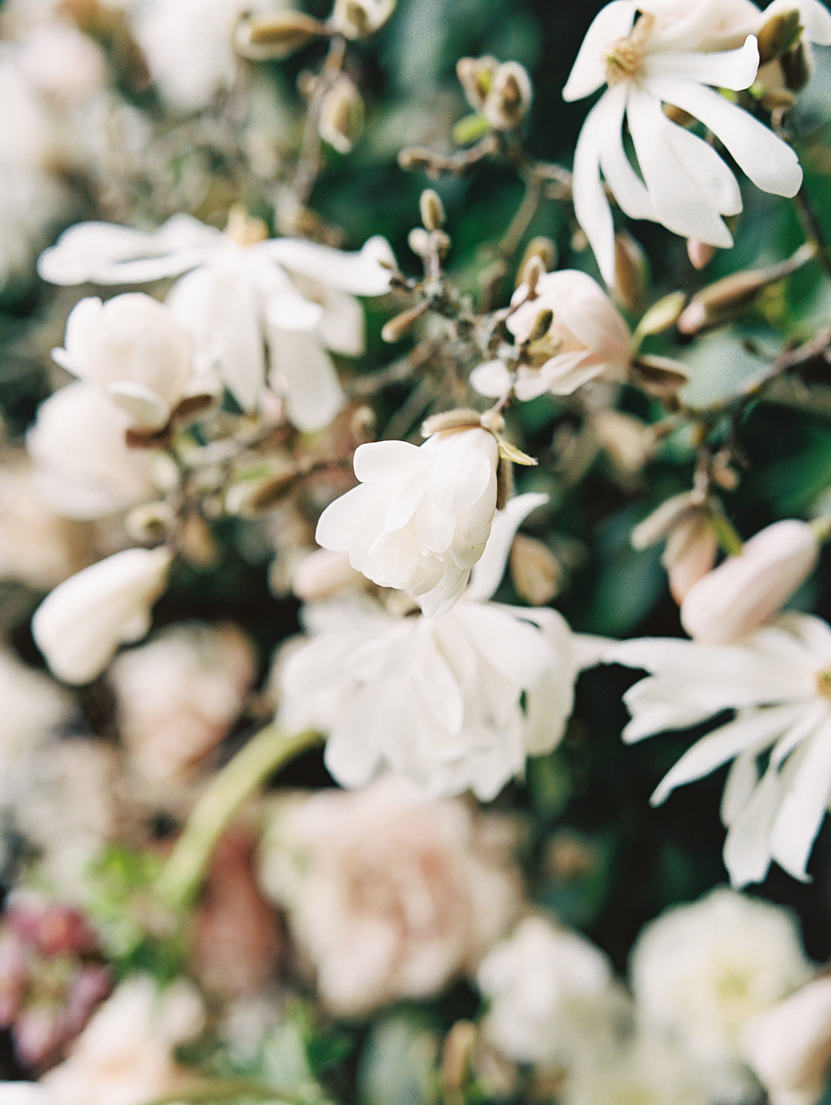 Chateau-Lill-Wedding-Tulip-Magnolia-Floral-Hedge.jpg A close up of the garden hedge at Chateau Lill transformed into a floral arch with tulip magnolias