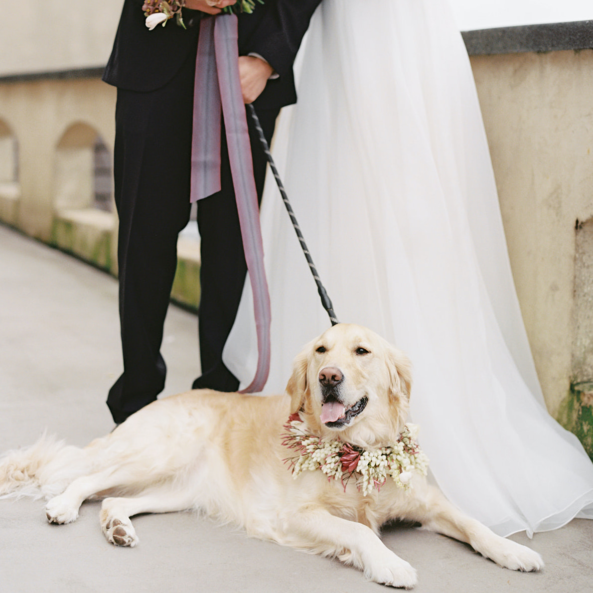 A super cute dog with a flower collar - we want to hear about your dog, too, obviously!!