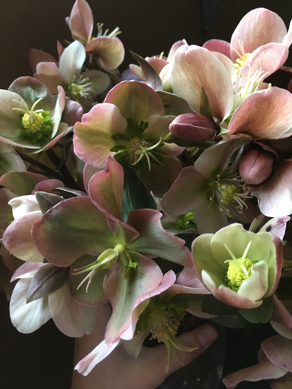 A bunch of green and pink hellebores