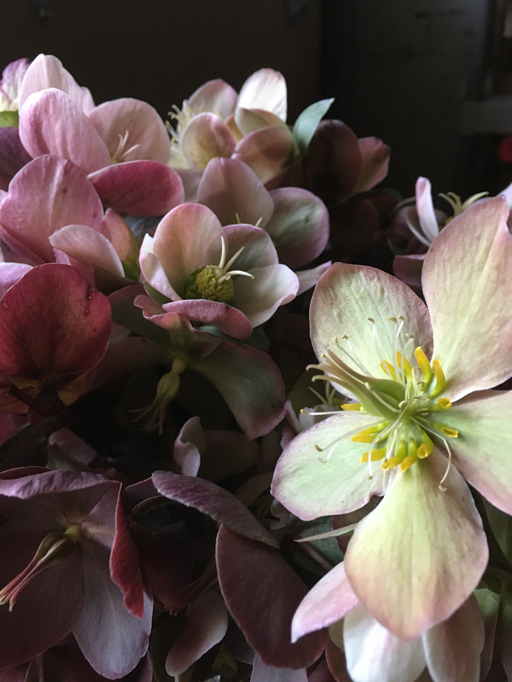 A bunch of hellebores ranging from pink to green