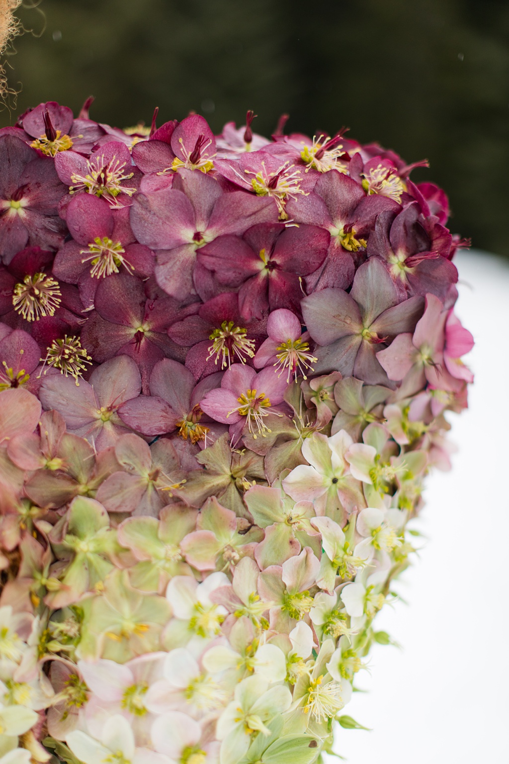 Seattle-Wedding-Florist-Bloom-Poet-Couture-Flower-Dress-American-Flowers-Week-2021-Ombre-Closeup A close up of the ombre flowers