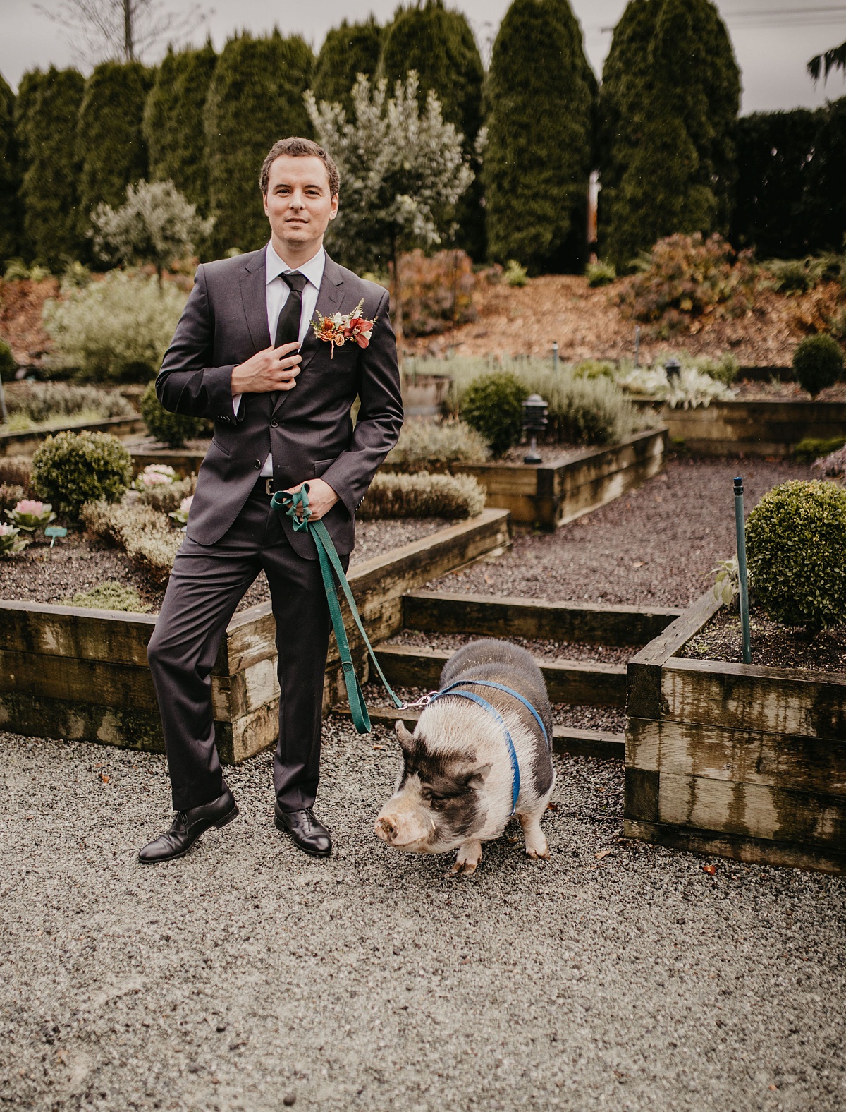 Willows-Lodge-Wedding-Groom-with-Pig-in-Gardens a groom with the resident pot-bellied pig
