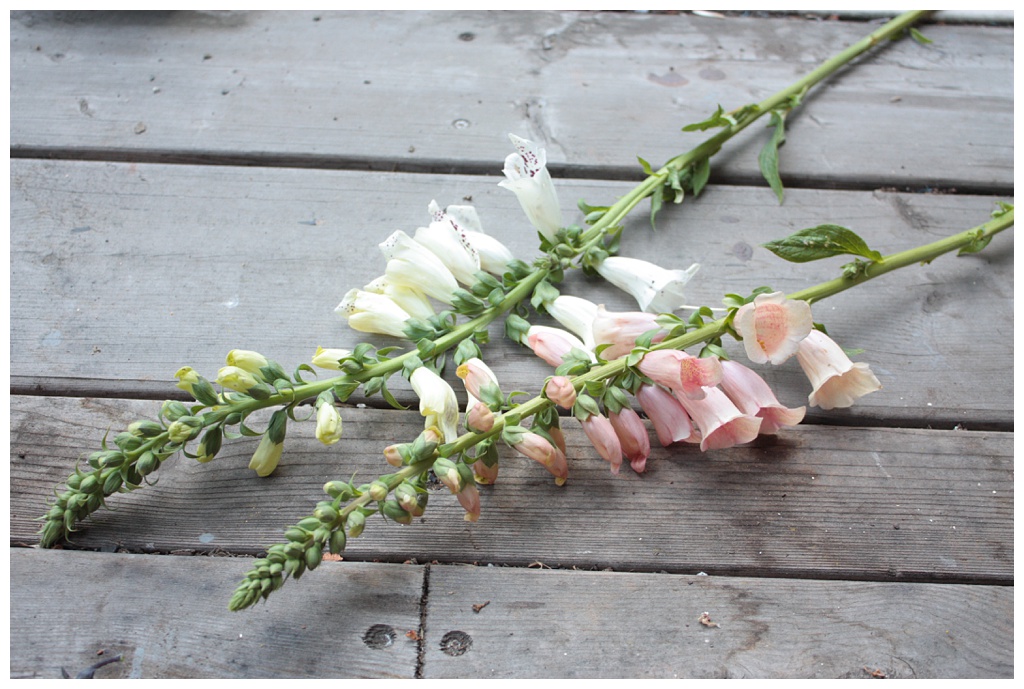 Seattle-Wedding-Florist-Bloom-Poet-Best-May-Wedding-Flowers-Foxglove Peach and white foxglove on a wooden work bench