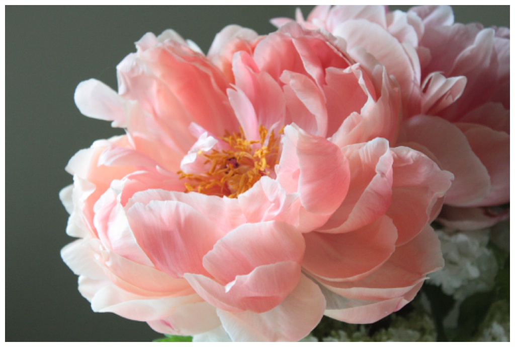 Seattle-Wedding-Florist-Bloom-Poet-Best-May-Wedding-Flowers-Peonies A pink peony opening beautifully in the sun