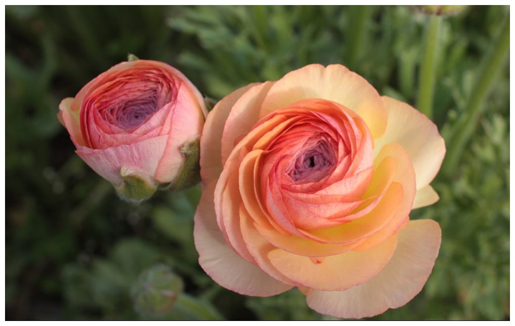 Seattle-Wedding-Florist-Bloom-Poet-Best-May-Wedding-Flowers-Ranunculus Pastel orange and pink ranunculus in the garden