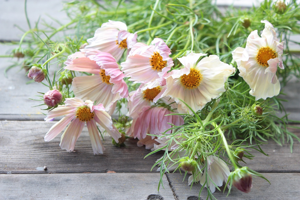 Apricot lemonade cosmos laid flat on a wooden table