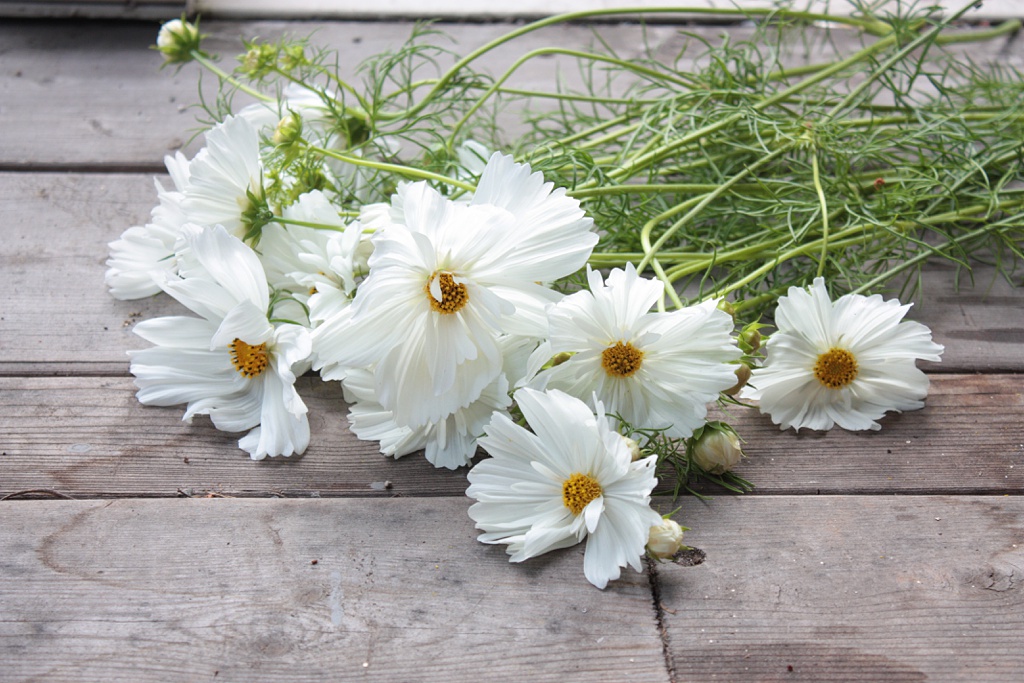 White cosmos laid flat on a work surface