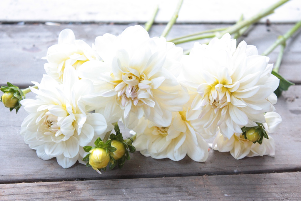 White dalias on a wooden work surface