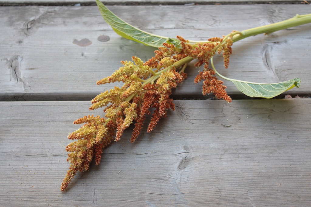 brown amaranth on a wooden work bench