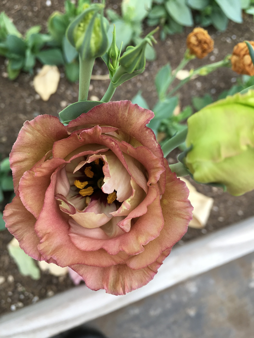 A brown lisianthius bloom - one of our favorite variteties for August weddings