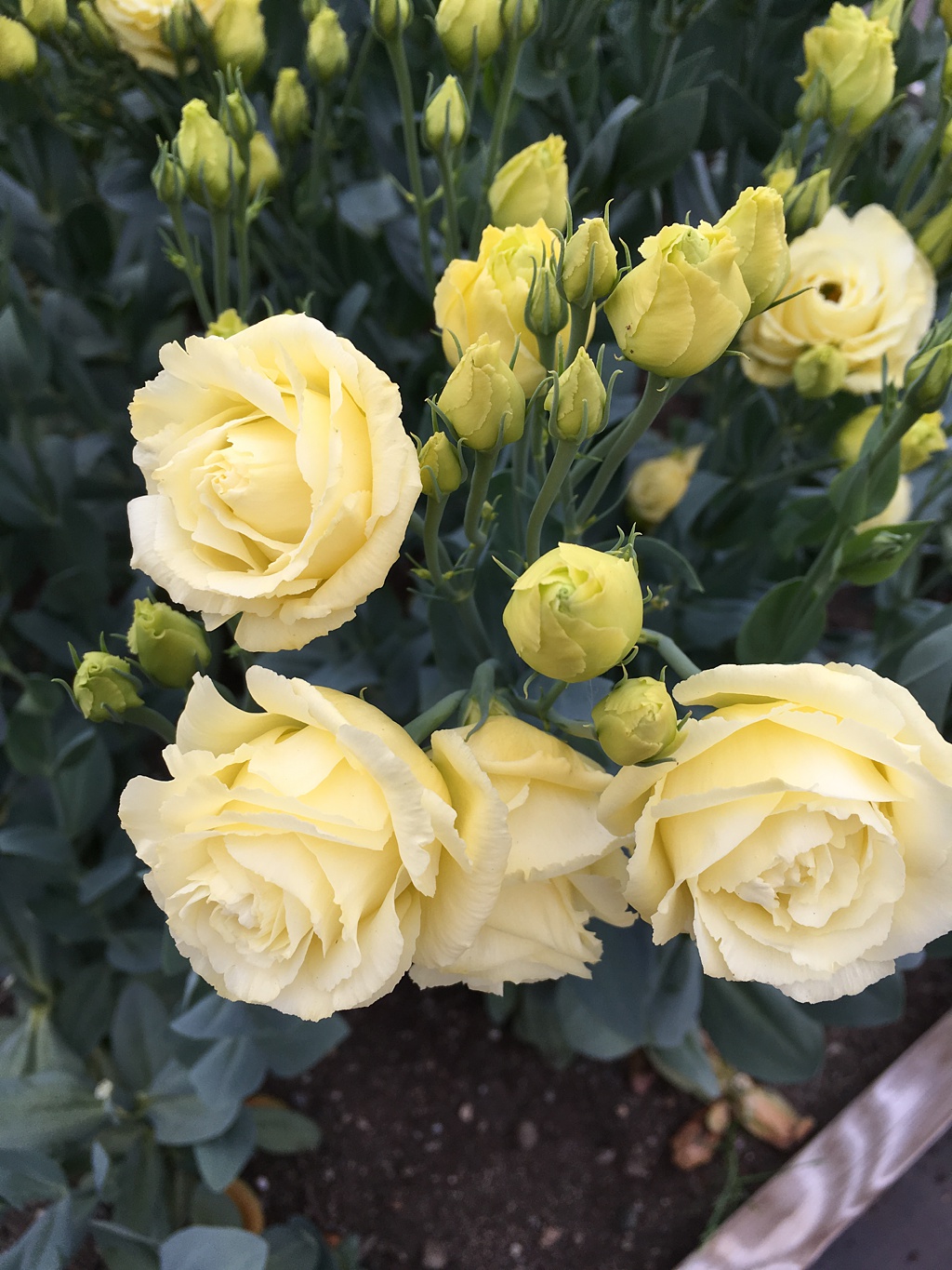A single stem of yellow lisianthius with multiple blooms